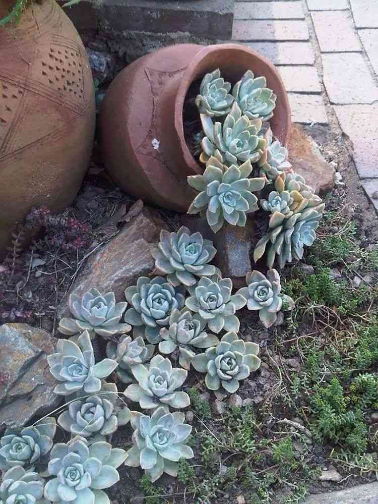 cactos-suculentas-ideias-jardim design-fácil-cuidar-água corrente