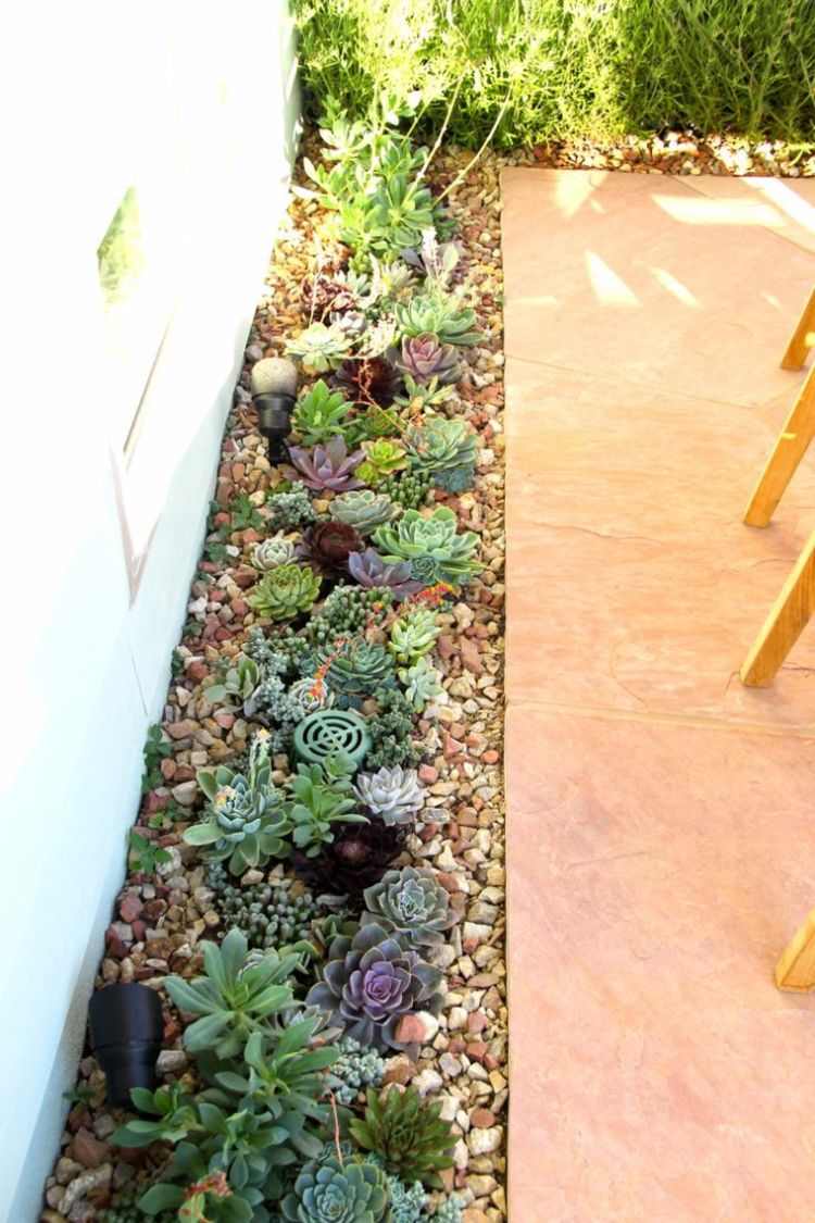 cactos-suculentas-ideias-jardim design-fácil-cuidar-aloe-rockery-way-side