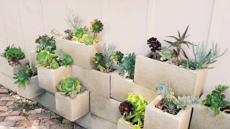 cactos-suculentas-ideias-jardim design-fácil-cuidar-tijolos de concreto