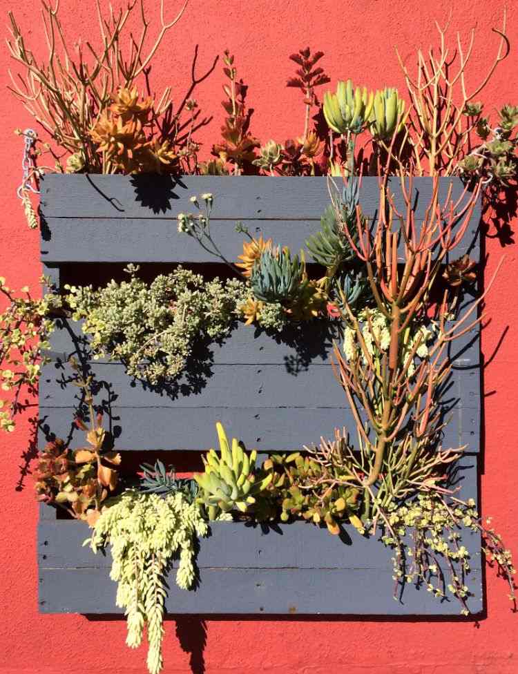 cactos-suculentas-ideias-jardim design-fácil-cuidar-vertical