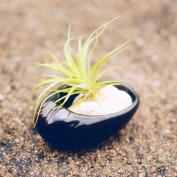 Tillandsia plantas sem raízes recipiente oval zen