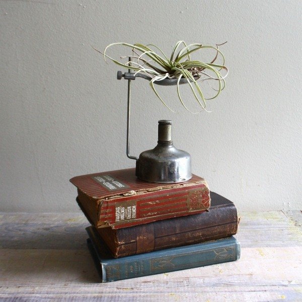 Ideias de decoração com gravador vintage de livros antigos Tillandsia