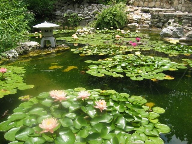 lago de água jardim plantas aquáticas lírios figuras asiáticas