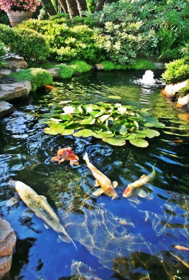 peixe cultivado em jardim asiático com lago