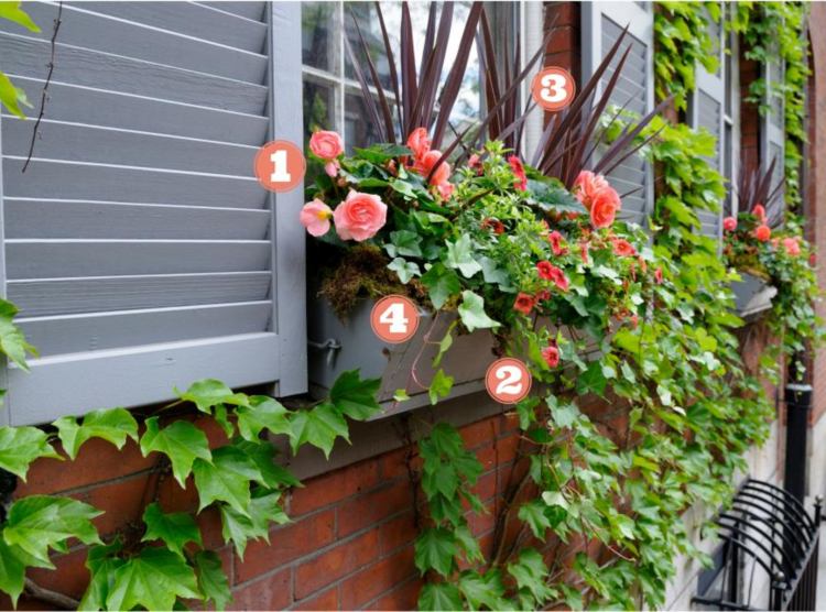 caixas de varanda com plantas flores rosas plantas trepadeiras