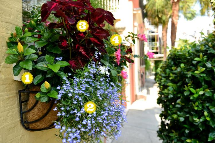 Caixas de varanda planta lobelia coleus mandevilla