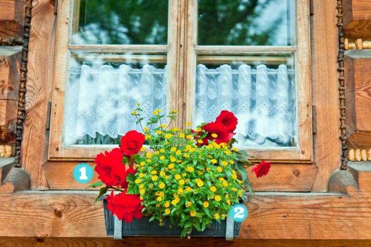 caixas de varanda plantar begônias vermelhas