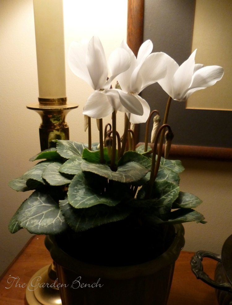 Cyclamen como planta de casa