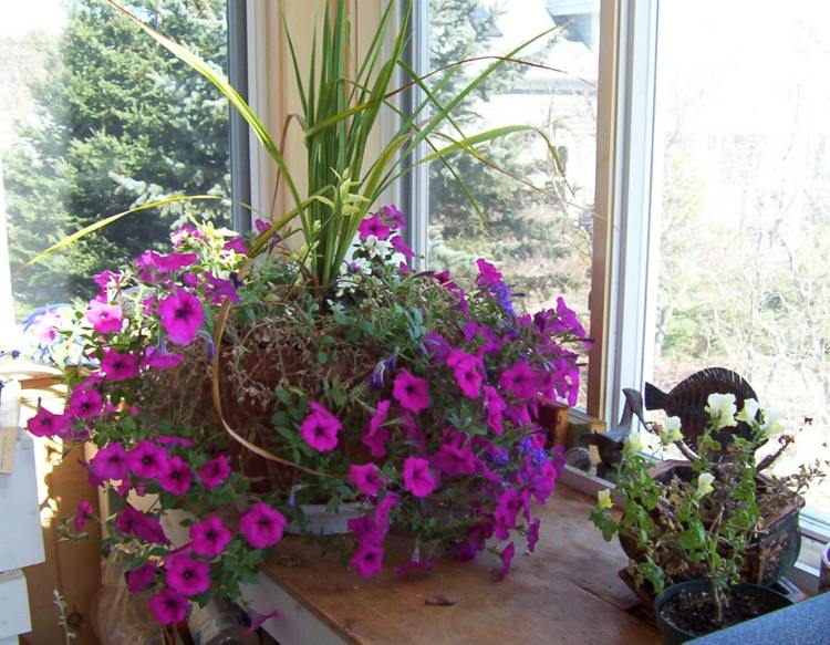 Plantas caseiras na época do florescimento