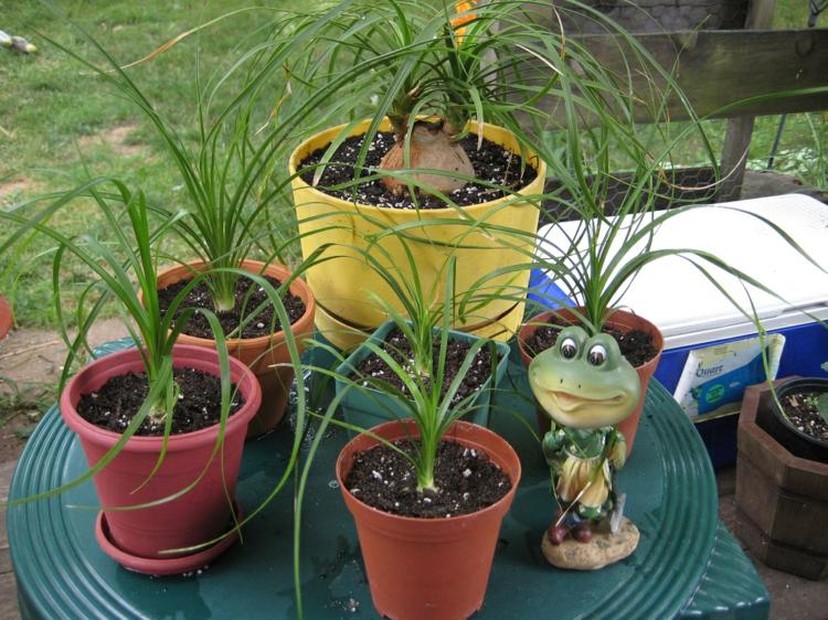 Mantenha as plantas de casa do lado de fora também