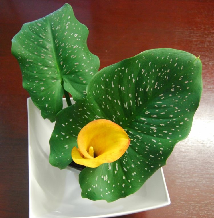 Zantedeschia elliottiana-houseplant-in-yellow