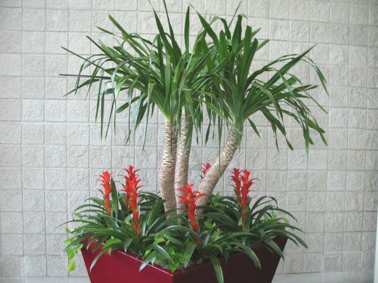 Palm-houseplant-for-home