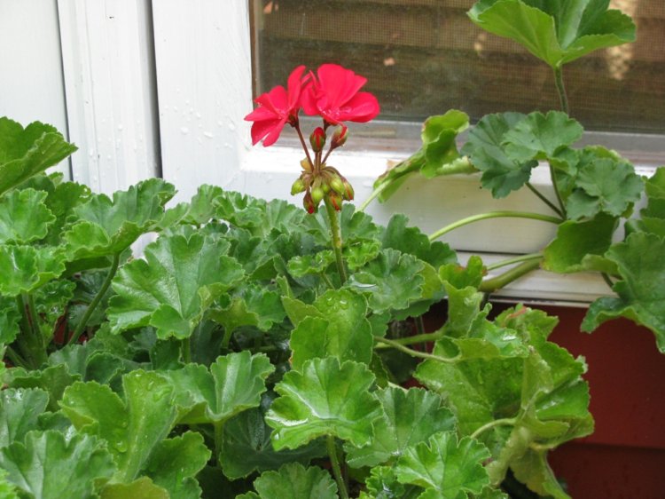 plantas de interior com flores vermelhas