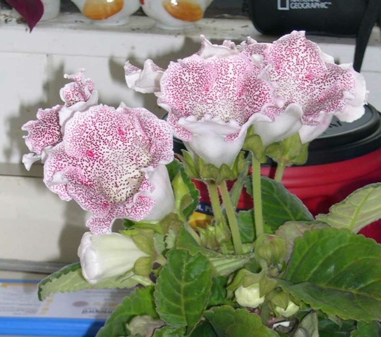 flor-de-gloxínia-como-planta-de-casa