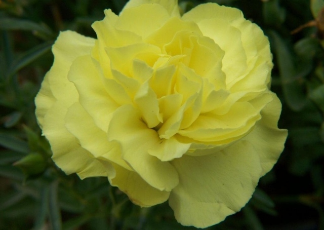 flor cravo rejeição admirador flores ideias de linguagem