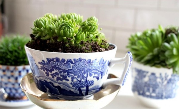 flores Plantas de interior ajudam contra o estresse-Plantas em vasos Plante bules