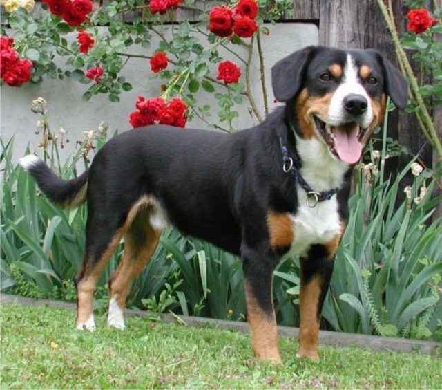 roses-appenzeller-dog-outside-side-picture