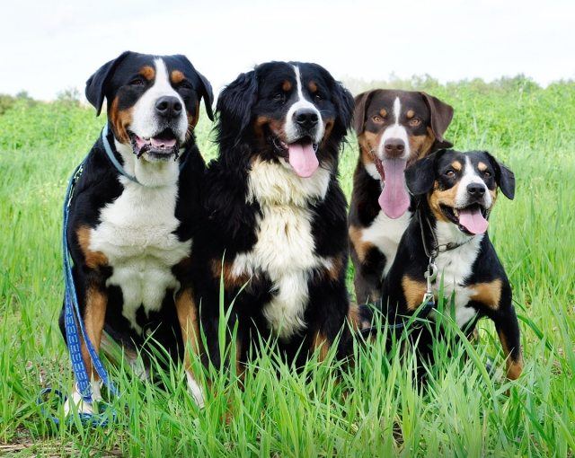 Appenzeller-sennenhund-four-animals-meadow-green