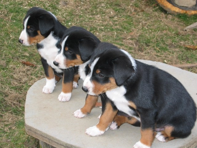 Appenzeller-mountains-dog-small-puppy-sitting