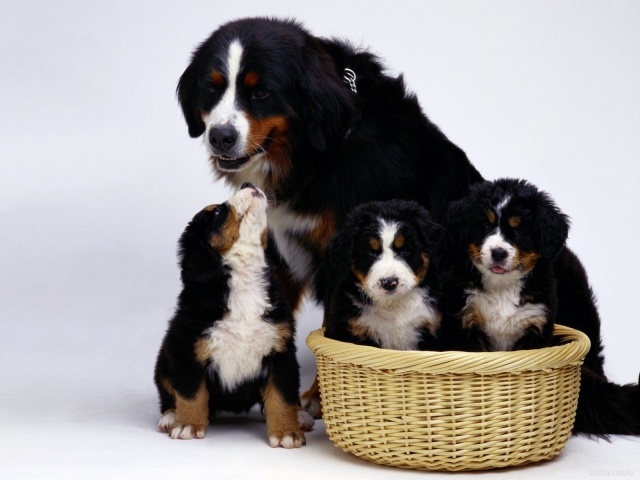 Appenzeller-dog-mother-puppy-basket-picture