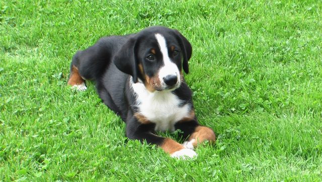 picture-Appenzeller-Sennenhund-deitado-prado-na frente