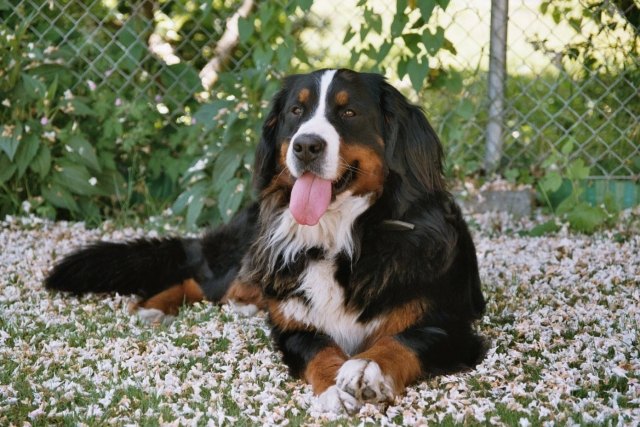 Appenzeller-cão-mentindo-rabo-corpo-boca