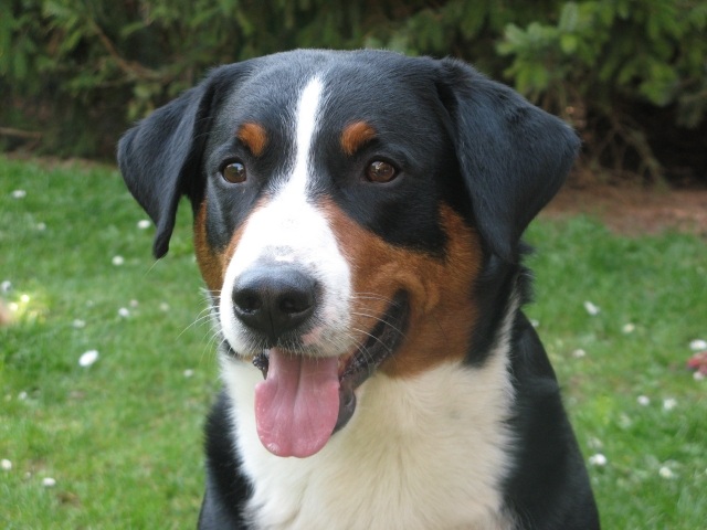 close-picture-head-appenzeller-dog-mountains