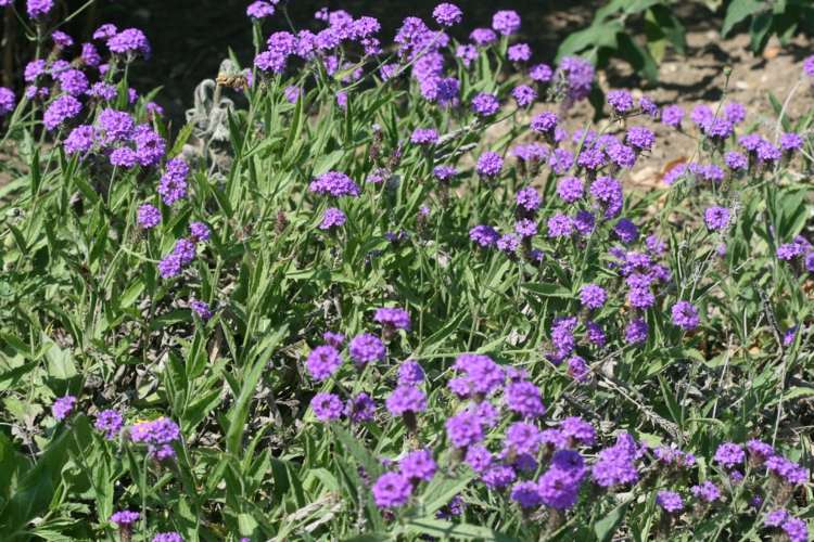 glandularia-flor-solo-cobertura-canteiro-inspiração-violeta