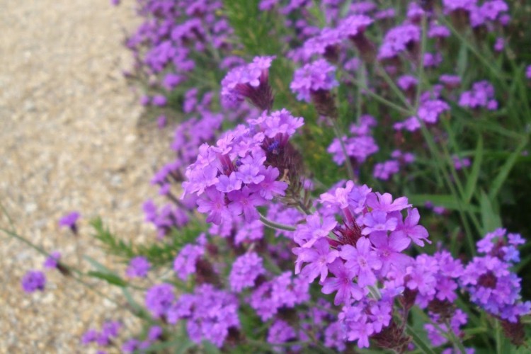 glandularia-flower-ground-cover-schnitt-ueppig-garden-carpet