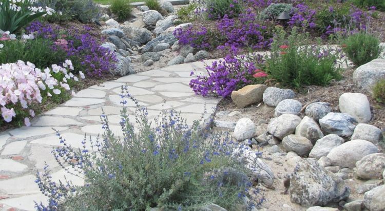 glandularia-flower-ground-cover-garden-path-decoration-stones