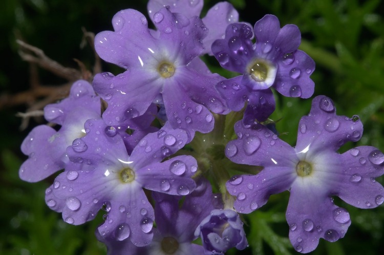 glandularia-flor-como-cobertura-do-solo-roxo-cor-flor-gota-jardim