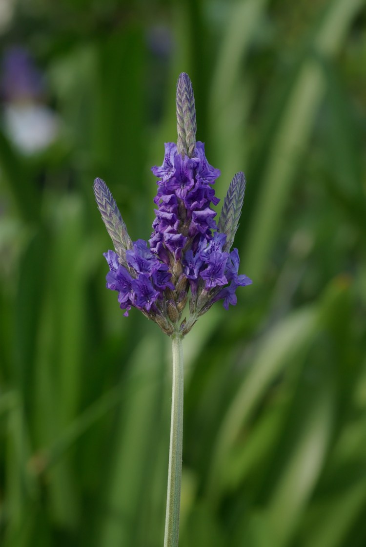 glandularia-flor-solo-cobertura-lavandula-multifida-ideia-frio-nuances-cama