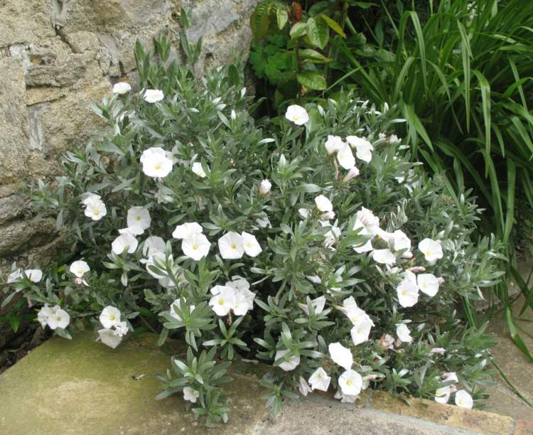 flor glandularia como cobertura do solo convolvulus-cnerum-white-blueeten-grey-leaves