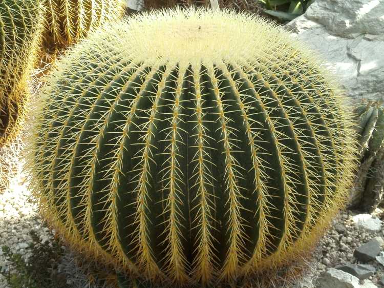 glandularia-flower-ground-cover-gold-ball-cactus-texture-rockery pot