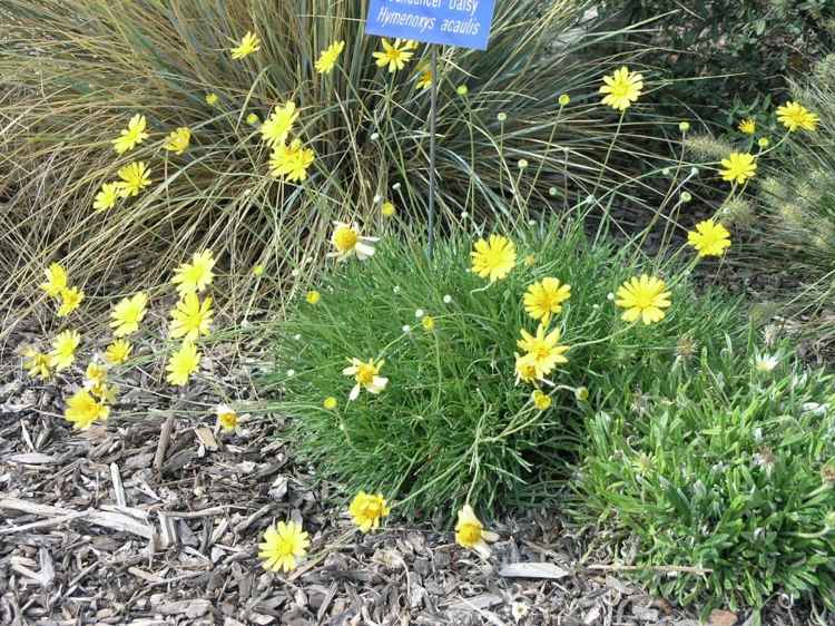 glandularia-flor-solo-cobertura-tetraneuris-acaulis-amarelo-gaenseblume-ziergraeser