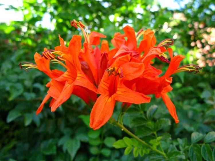 glandularia-flor-solo-cobertura-capa-madressilva-flor de laranjeira mix