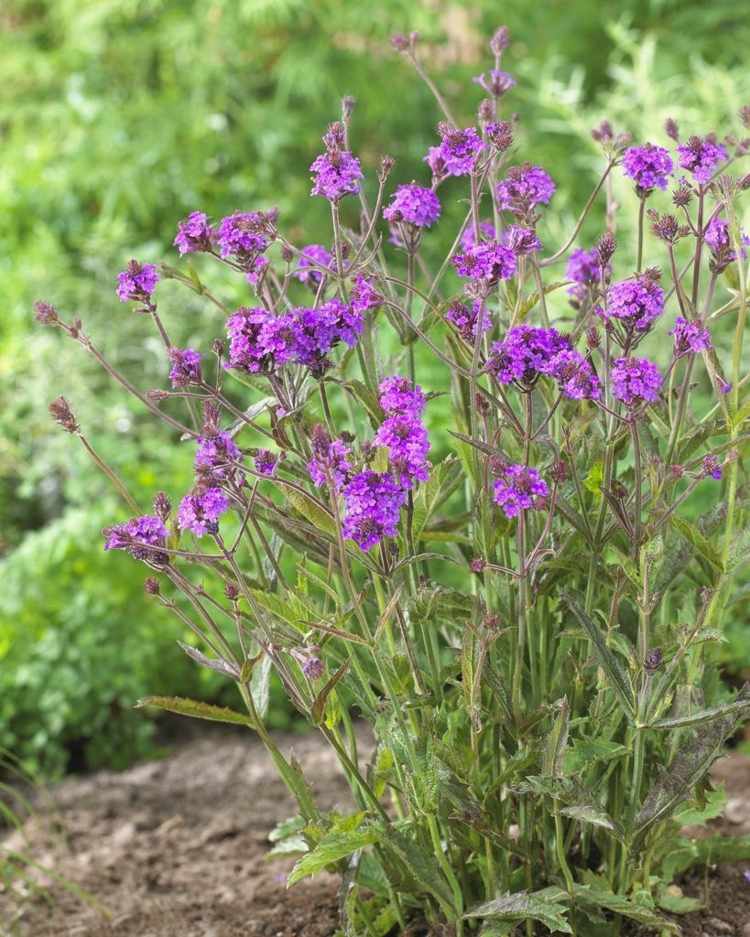 glandularia-flower-as-ground-cover-garden-design-idea-single-plant