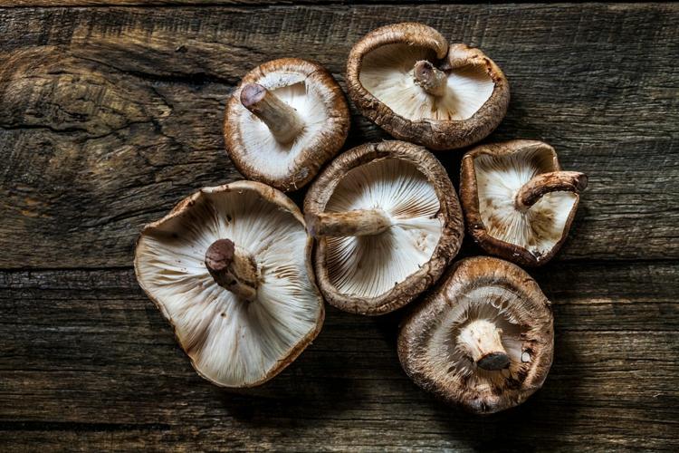 cogumelos shiitake comestíveis frescos saudáveis ​​ingredientes valiosos