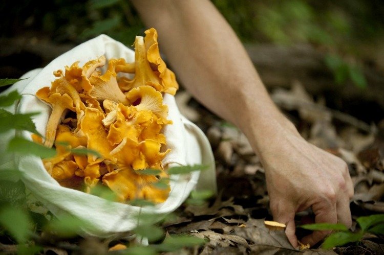 cogumelos comestíveis cogumelos da floresta chanterelles coletam beta-caroteno sabor amanteigado