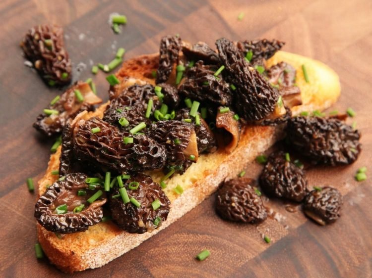 cogumelos comestíveis morels fornecedor de proteína dietética aromática