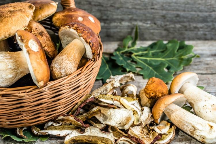 reconhecer cogumelos comestíveis cogumelos porcini com baixo teor de calorias e alto teor de fibras