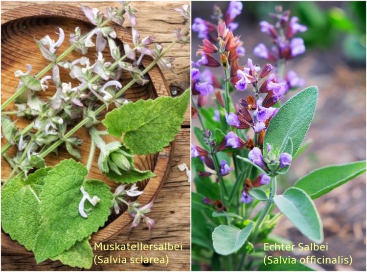 Diferença entre Clary Sage e Sage