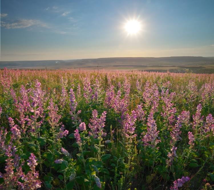 Clary sage floresce de junho a agosto