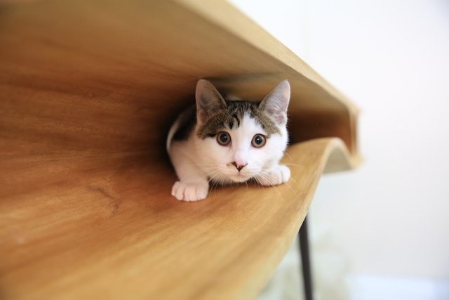 projetar mesa de madeira para gatos divertida prateleira sob o tampo da mesa