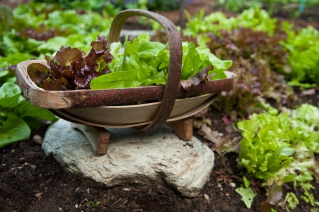 saladas frescas alface de folha verde colha seu próprio jardim