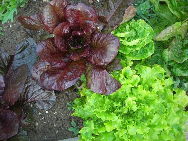 saladas frescas da primavera colha seu próprio jardim