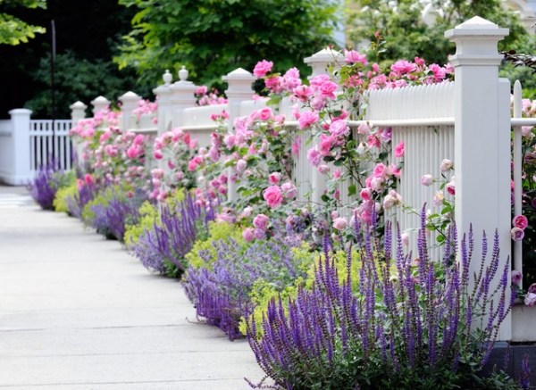 Plantas de cerca de jardim de madeira pintada de branco - flores perenes roxas rosa