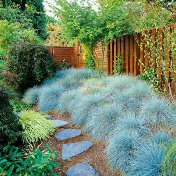 ideias para plantas de jardim de verão canteiro de festuca azul perene