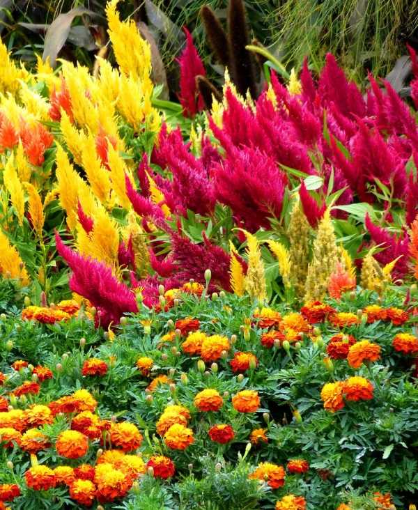 jardim de flores desabrochando em cores de verão vermelho-flamejante amarelo-laranja