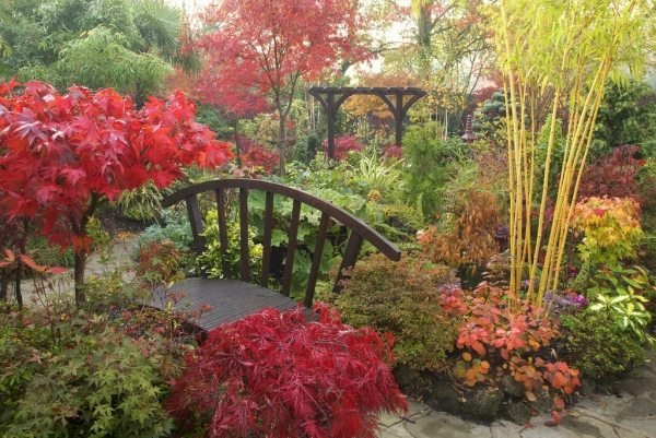 Jardim nas cores do outono plantando idéias vermelho amarelo